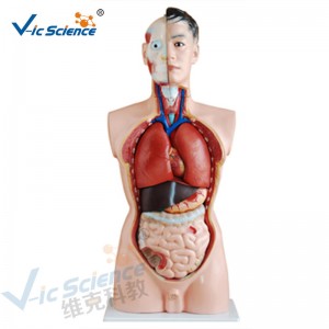 Ιατρική ανατομία μοντέλο ανθρώπινου σώματος 85CM αρσενικό μοντέλο κορμού 19 μέρη
